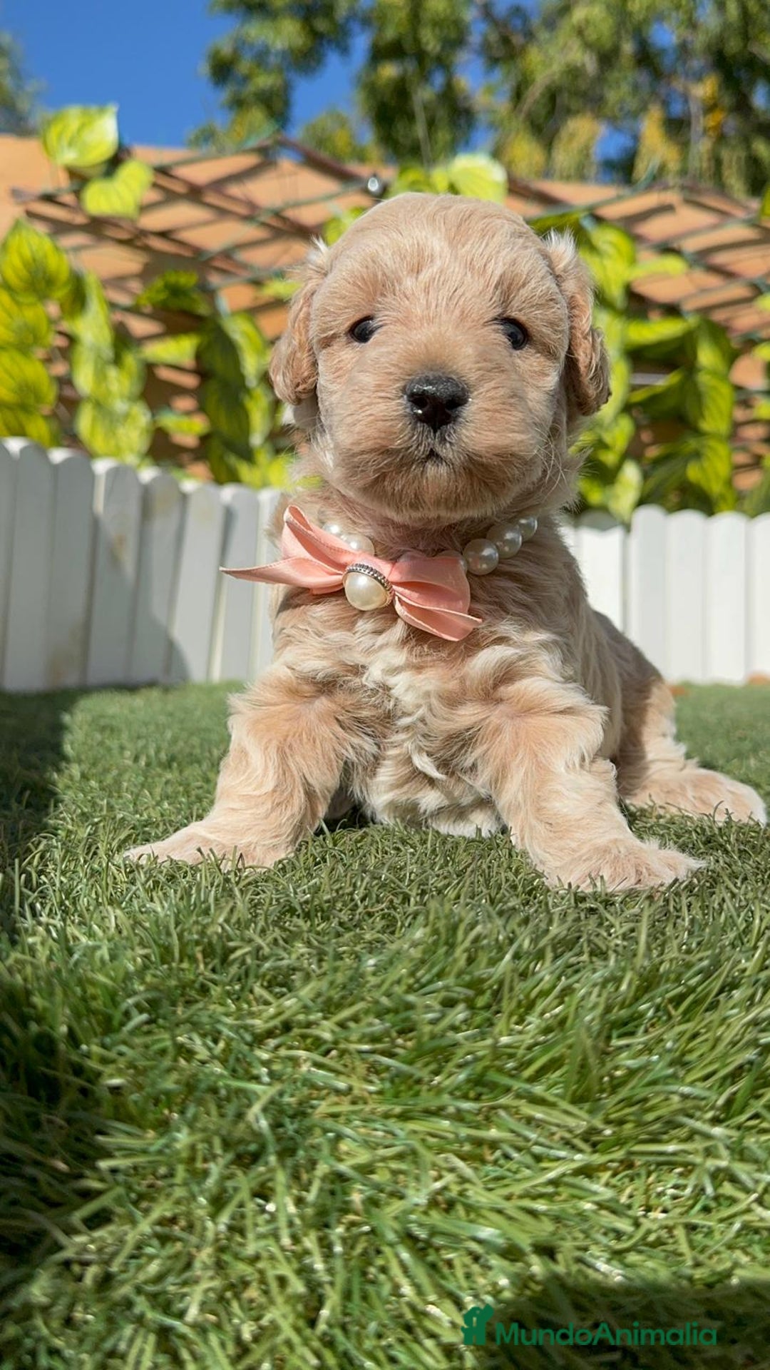 Maltipoo perros en venta: MALTIPOO HEMBRA - Imagen 7