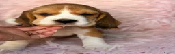 Beagle perros en venta: BEAGLE INGLES LOS MÁS PEQUEÑOS - Anuncio 5