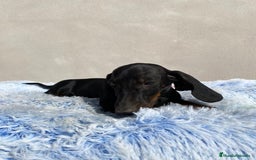 Teckel Miniatura perros en venta: TECKEL MINIATURA  - Imagen 1
