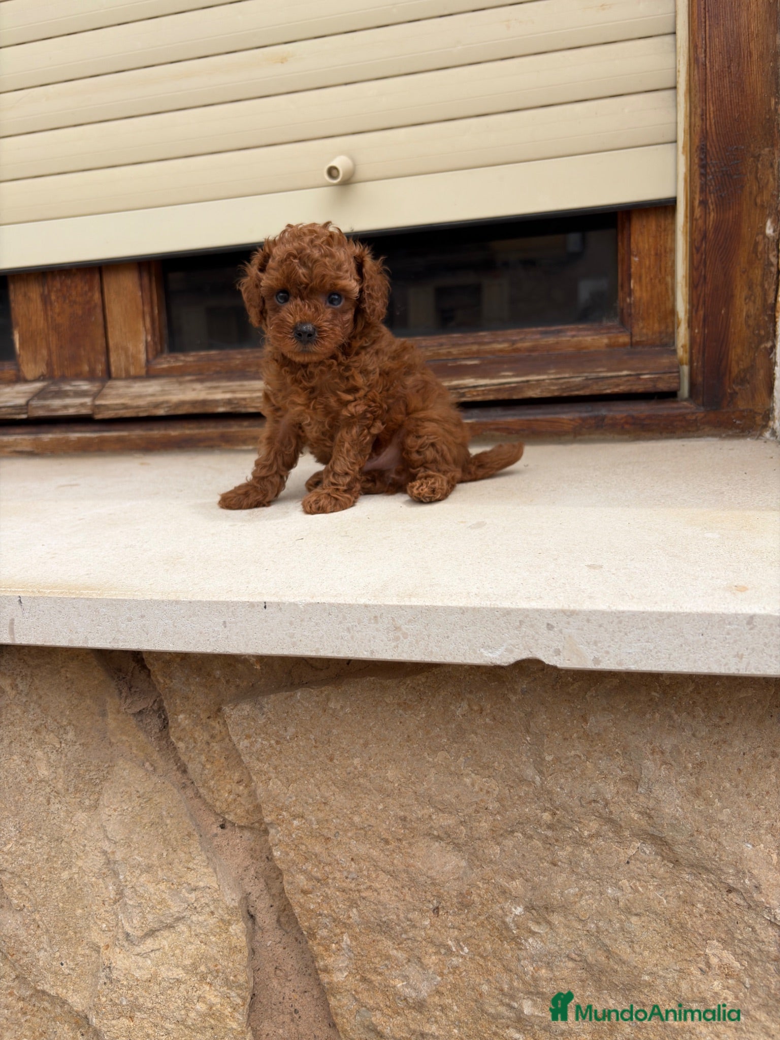 Caniche Toy perros Caniches Toy  - Anuncio 2