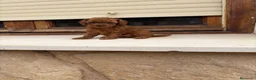 Caniche Toy perros en venta: Caniches Toy  - Anuncio 2