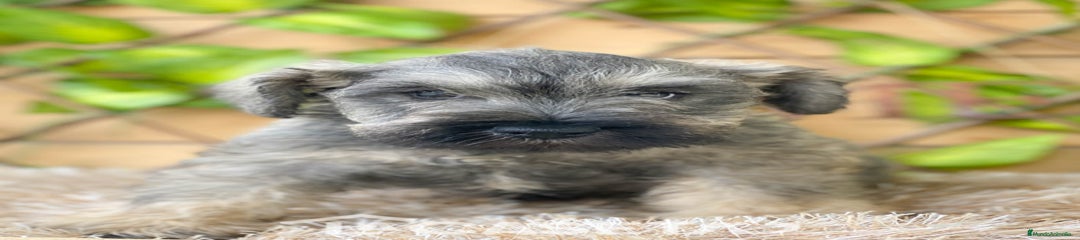 Schnauzer Miniatura Cachorro 3037