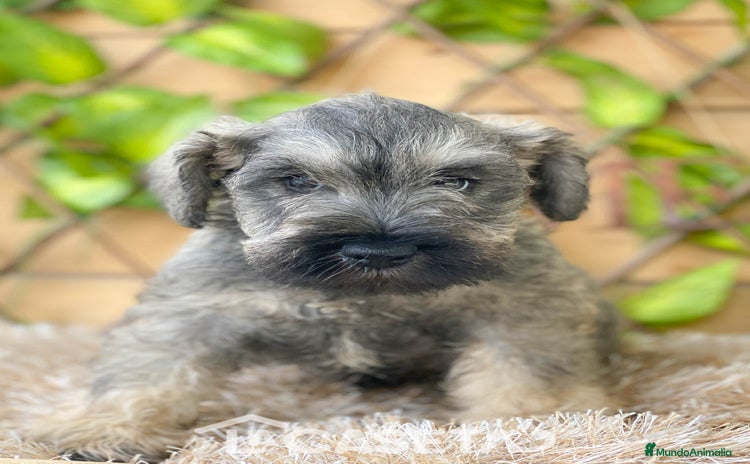 Schnauzer Miniatura perros - Anuncio 1