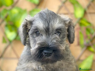 Schnauzer Miniatura perros - Anuncio 6