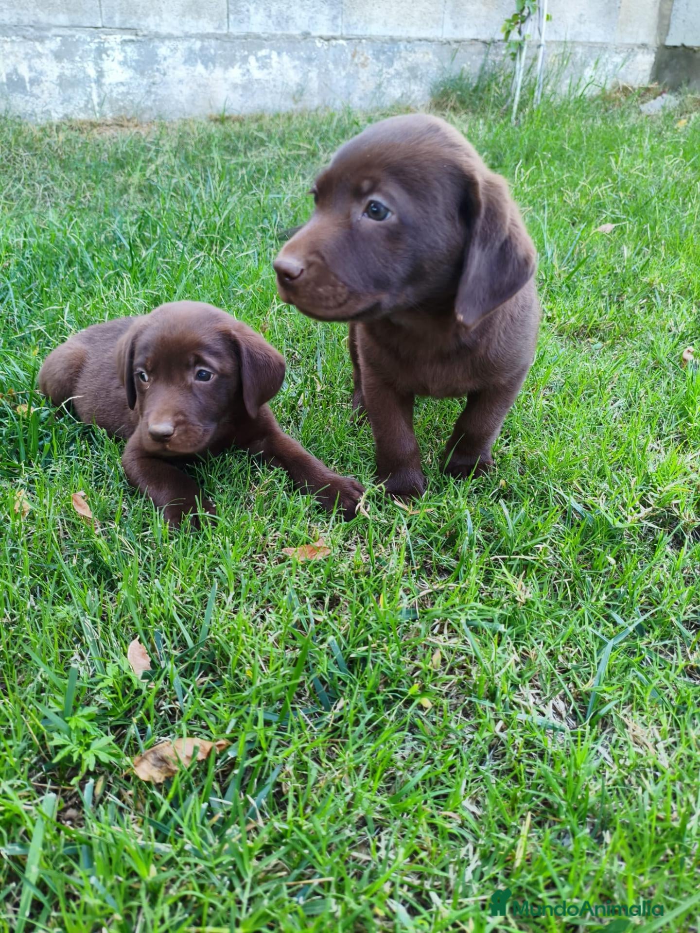 Labrador Retriever perros labrador chocolate  - Anuncio 1