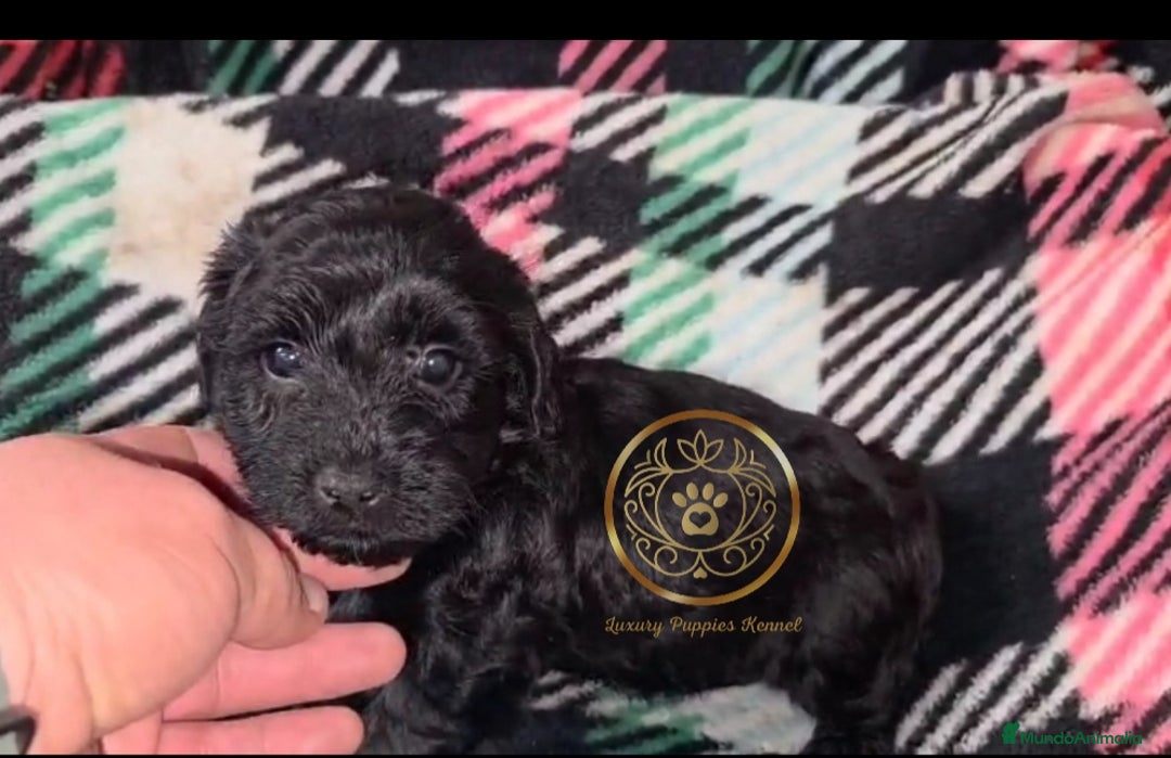 Maltipoo perros en venta: Maltipoo toy  - Imagen 2