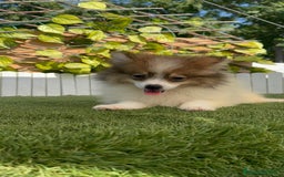 Pomerania perros en venta: POMERANIA MACHO ENVIO A TODA ESPAÑA - Imagen 7