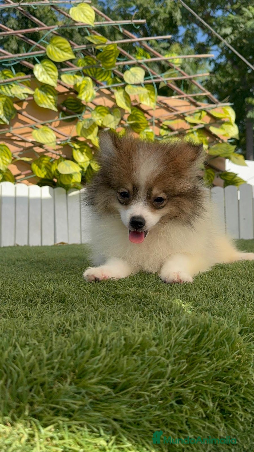 Pomerania perros en venta: POMERANIA MACHO ENVIO A TODA ESPAÑA - Imagen 7