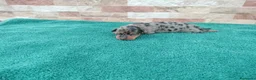 Teckel Miniatura perros en venta: Teckels Miniaturas de calidad - Anuncio 7