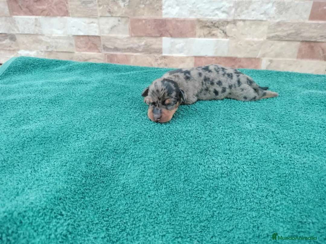 Teckel Miniatura perros en venta: Teckels Miniaturas de calidad - Anuncio 22