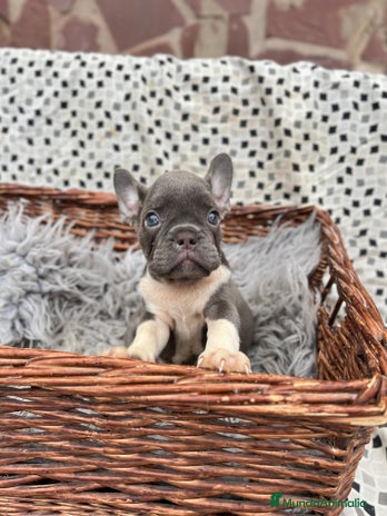 Bulldog Francés perros - Anuncio 3