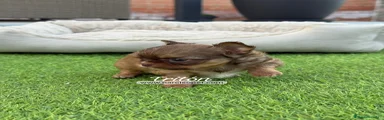 Chihuahua Cachorro 2