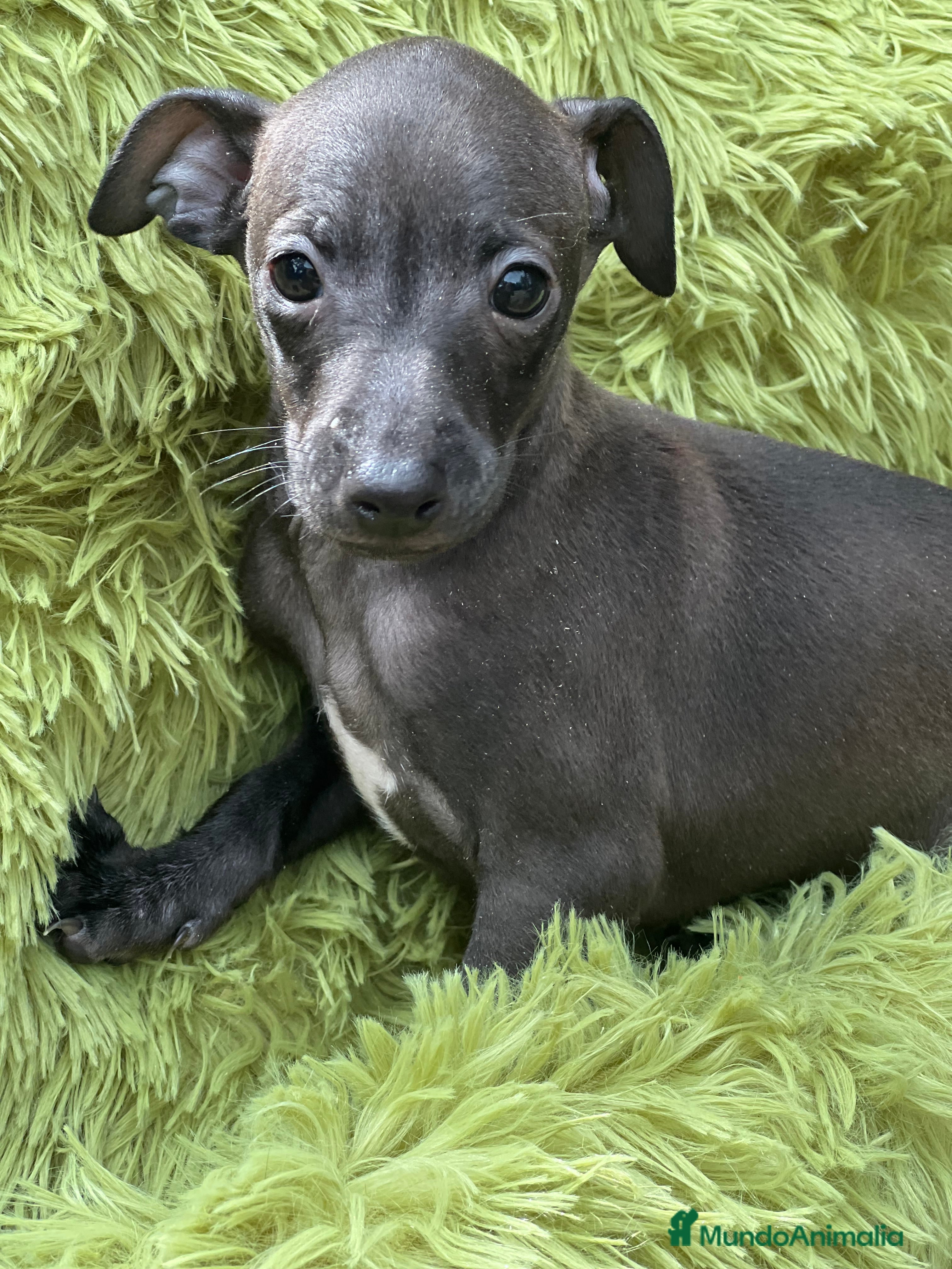 Pequeño Lebrel Italiano perros Piccolo  gris humo  - Anuncio 1