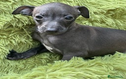 Pequeño Lebrel Italiano perros en venta: Piccolo  gris humo  - Imagen 1