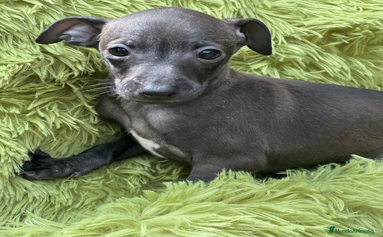 Pequeño Lebrel Italiano perros - Anuncio 11
