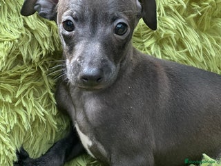 Pequeño Lebrel Italiano perros - Anuncio 1