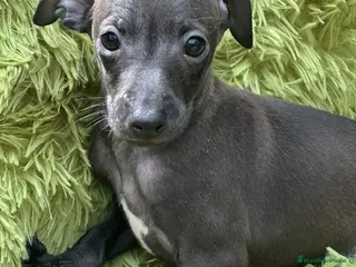 Pequeño Lebrel Italiano perros Piccolo gris humo - Anuncio 1