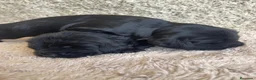 Cocker Spaniel Inglés perros en venta: Espectacular macho cocker NEGRO  - Anuncio 1