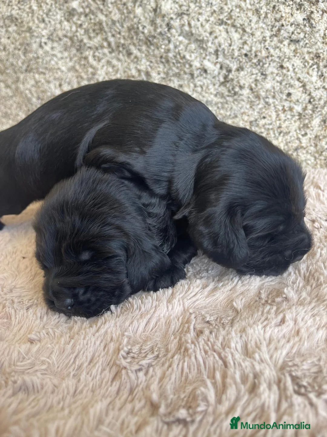 Cocker Spaniel Inglés perros en venta: Espectacular macho cocker NEGRO  - Anuncio 1
