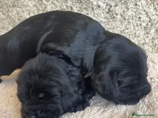 Cocker Spaniel Inglés perros Espectacular macho cocker NEGRO - Anuncio 1