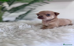 Chihuahua perros en venta: CHIHUAHUA MACHO-OJOS AZULES - Imagen 2