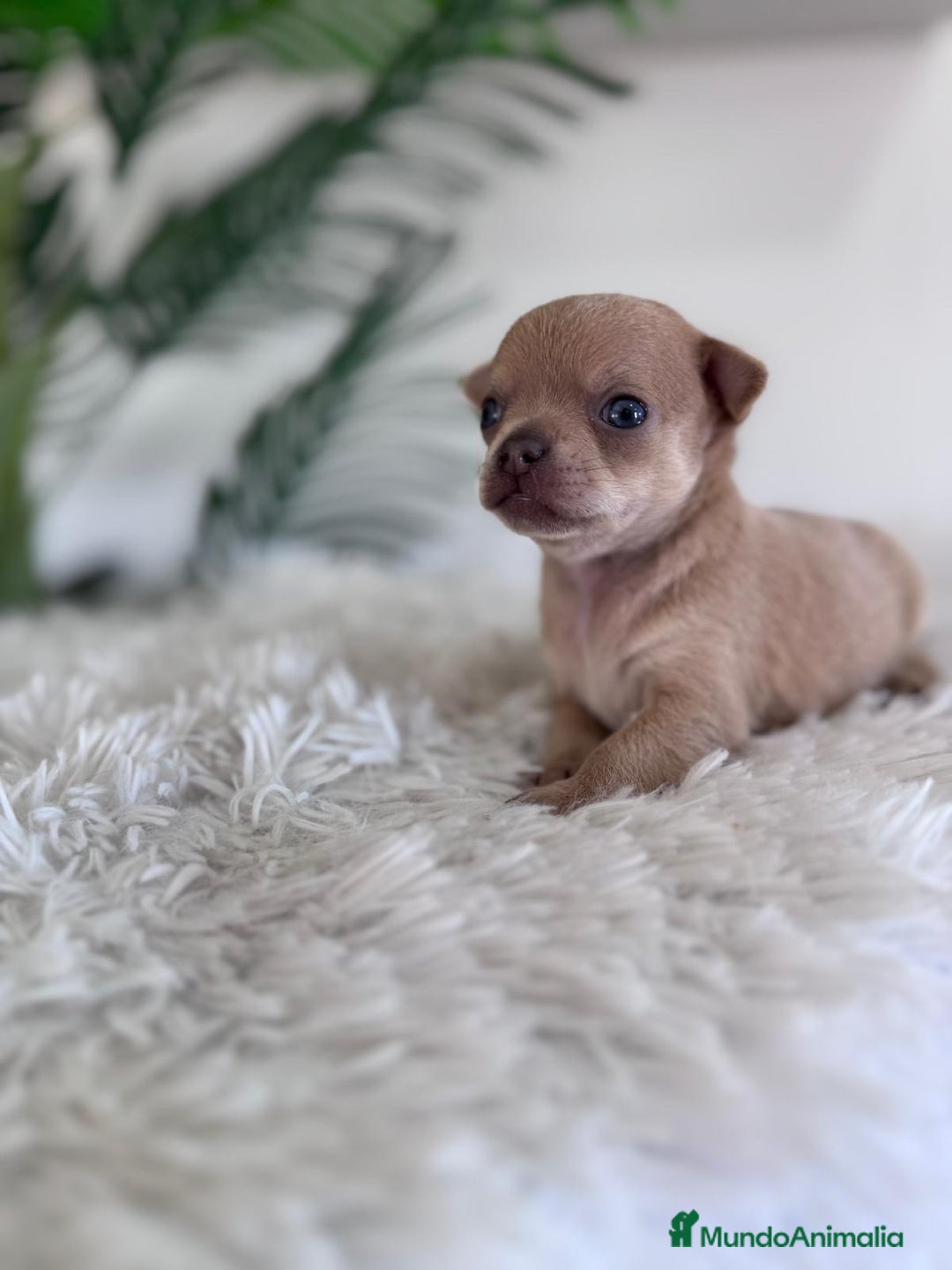 Chihuahua perros en venta: CHIHUAHUA MACHO-OJOS AZULES - Imagen 2