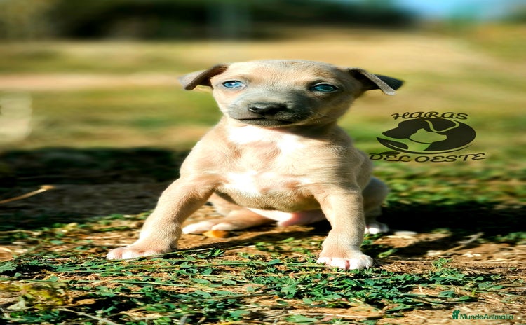 Pequeño Lebrel Italiano perros - Anuncio 1