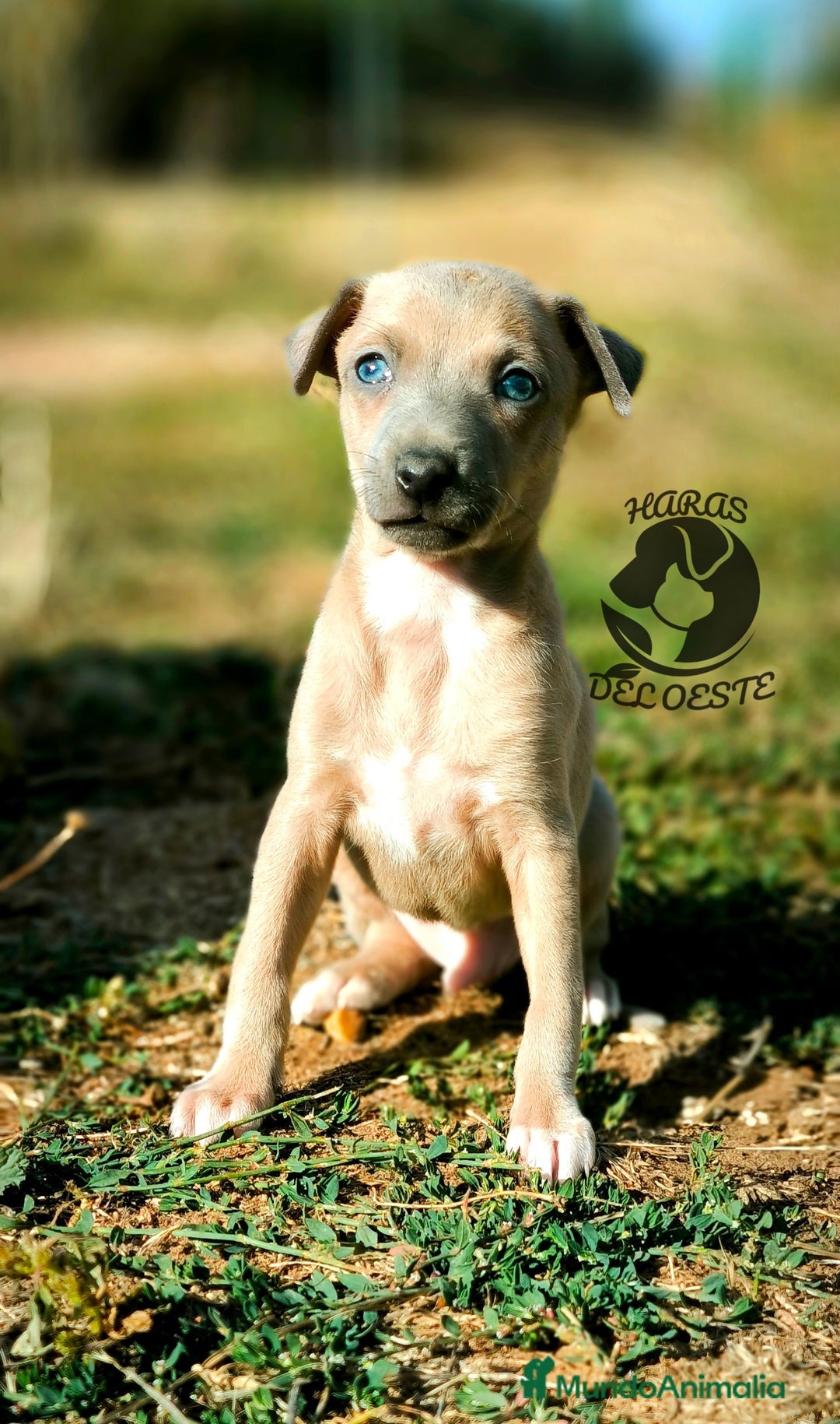 Pequeño Lebrel Italiano perros en venta: Lebrel italiano, piccolo - Imagen 1