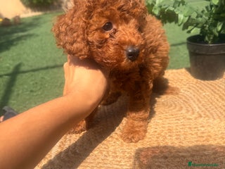 Caniche Toy perros - Anuncio 1