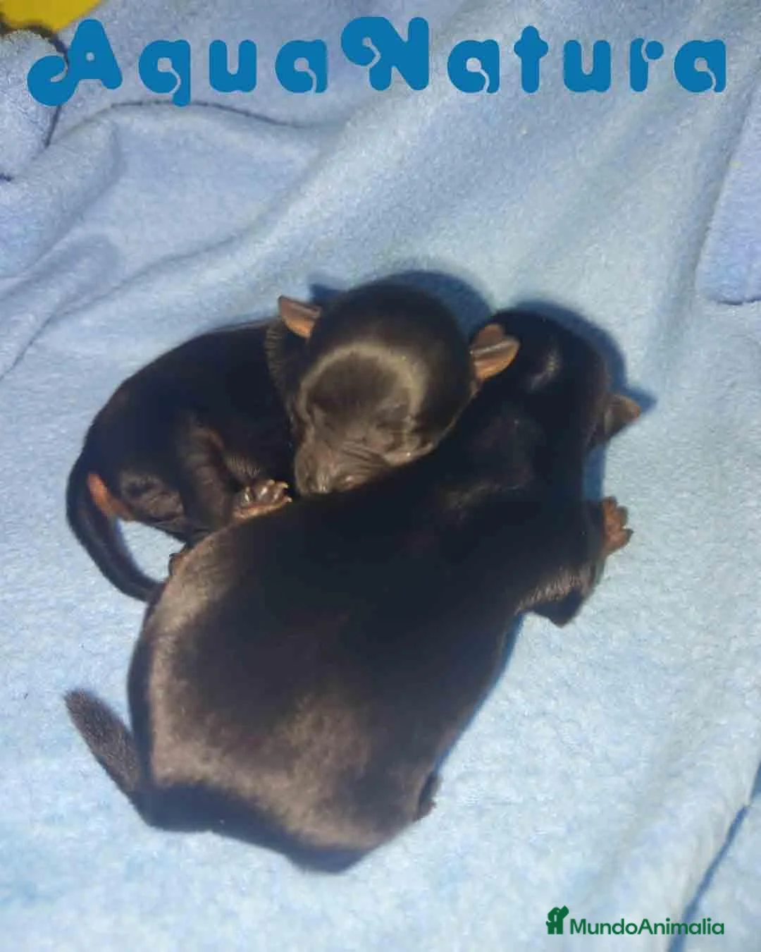 Yorkshire Terrier perros en venta: Yorkshire Terrier Camada de Minus y Mas AQUANATURA - Anuncio 5