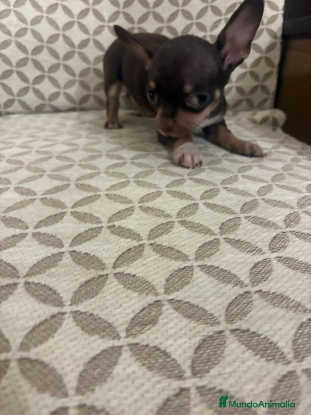 Chihuahua perros en venta: Chihuahua mini toy cabeza manzana  - Anuncio 15