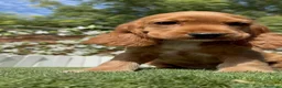 Cocker Spaniel Inglés perros en venta: COCKER SPANIEL INGLES-LISTA PARA ENTREGAR - Anuncio 14