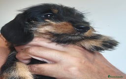 Teckel perros en venta: Tekel kaninchen Pelo Duro – Negro y Fuego ✨ - Imagen 4