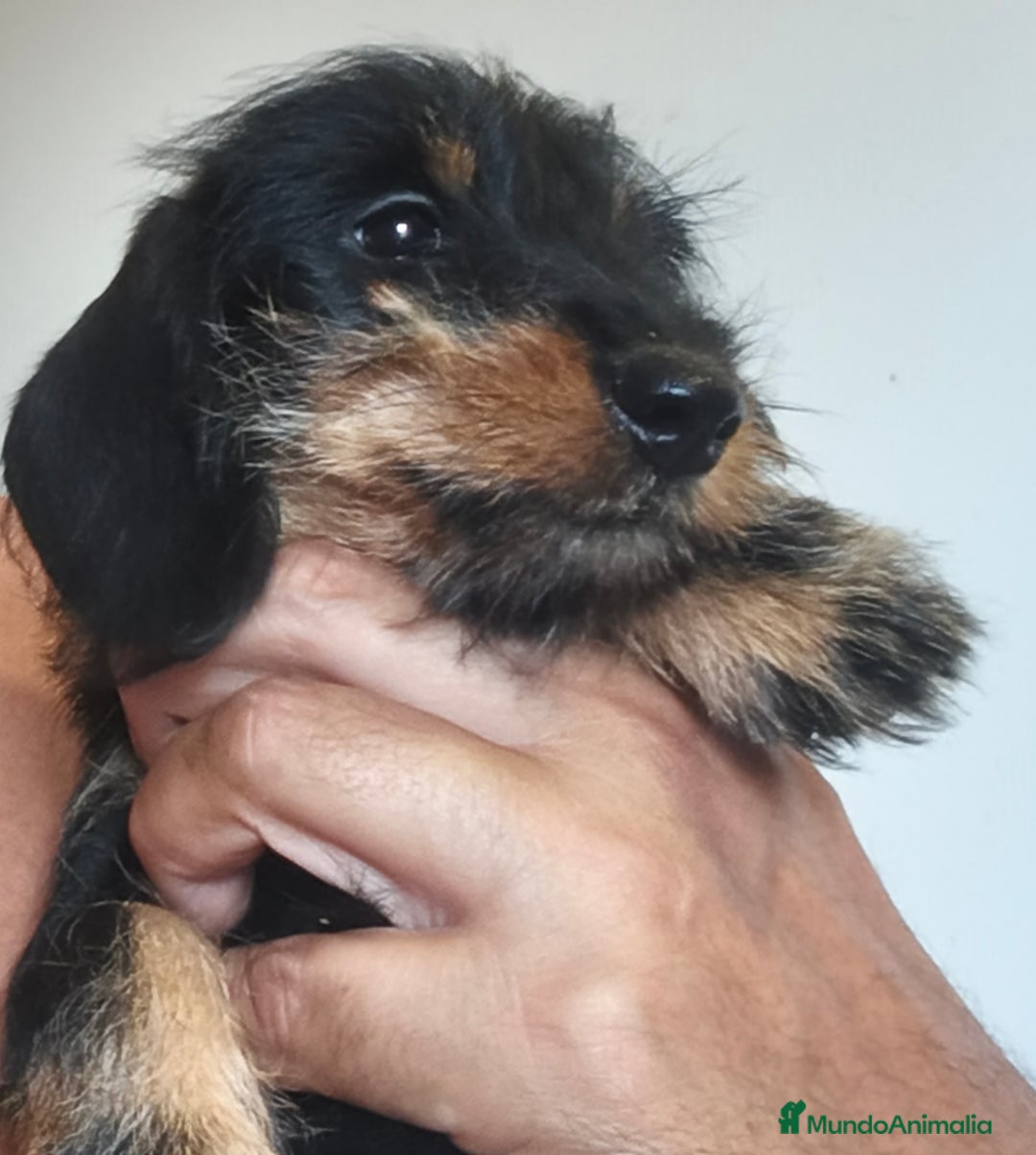 Teckel perros en venta: Tekel kaninchen Pelo Duro – Negro y Fuego ✨ - Imagen 4