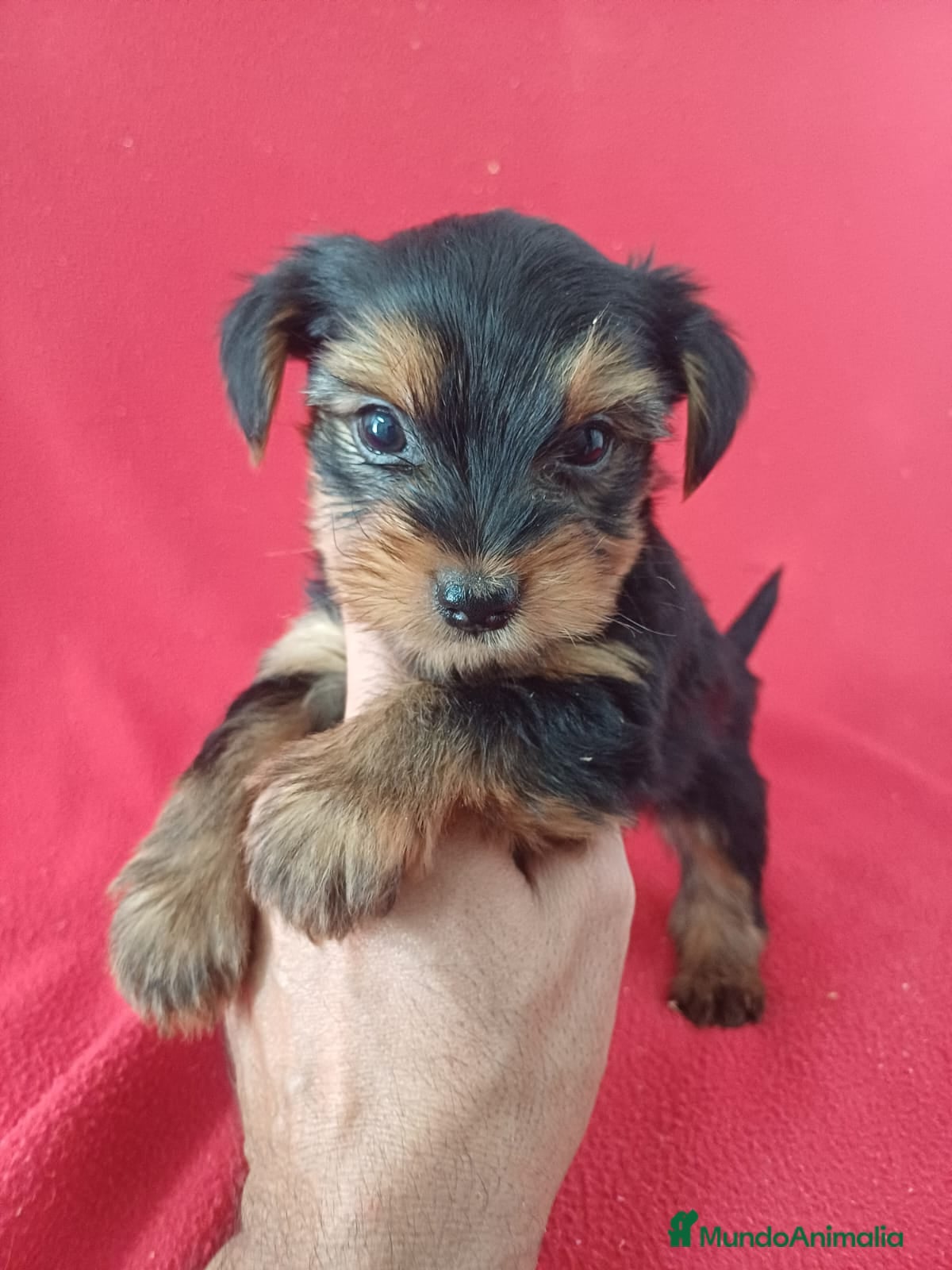 Yorkshire Terrier perros Yorkshire Terrier Standar  - Anuncio 1