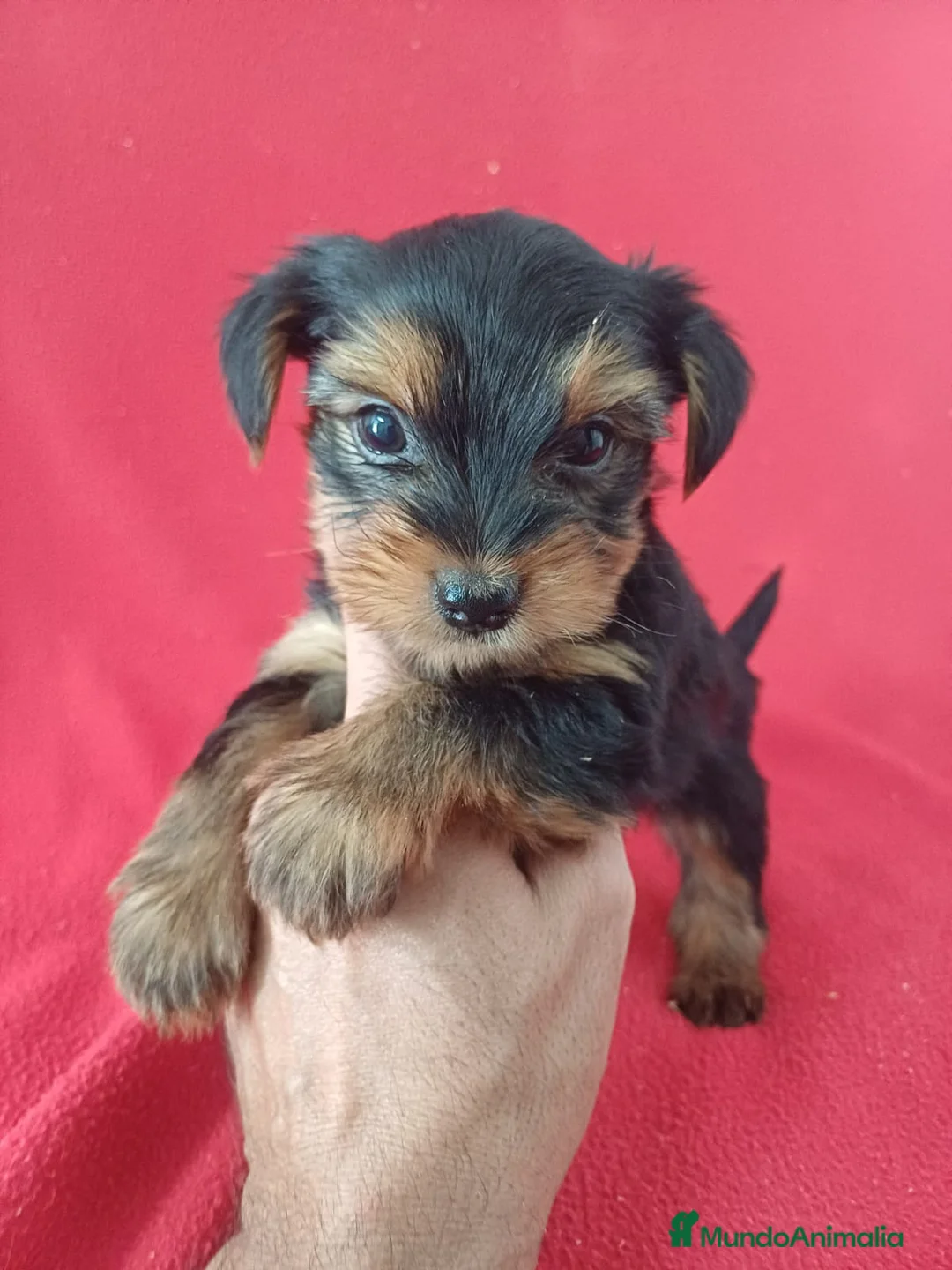 Yorkshire Terrier perros en venta: Yorkshire Terrier Standar  - Anuncio 1