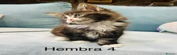 Maine Coon gatos en venta: Maine coon rey - diez - Anuncio 15