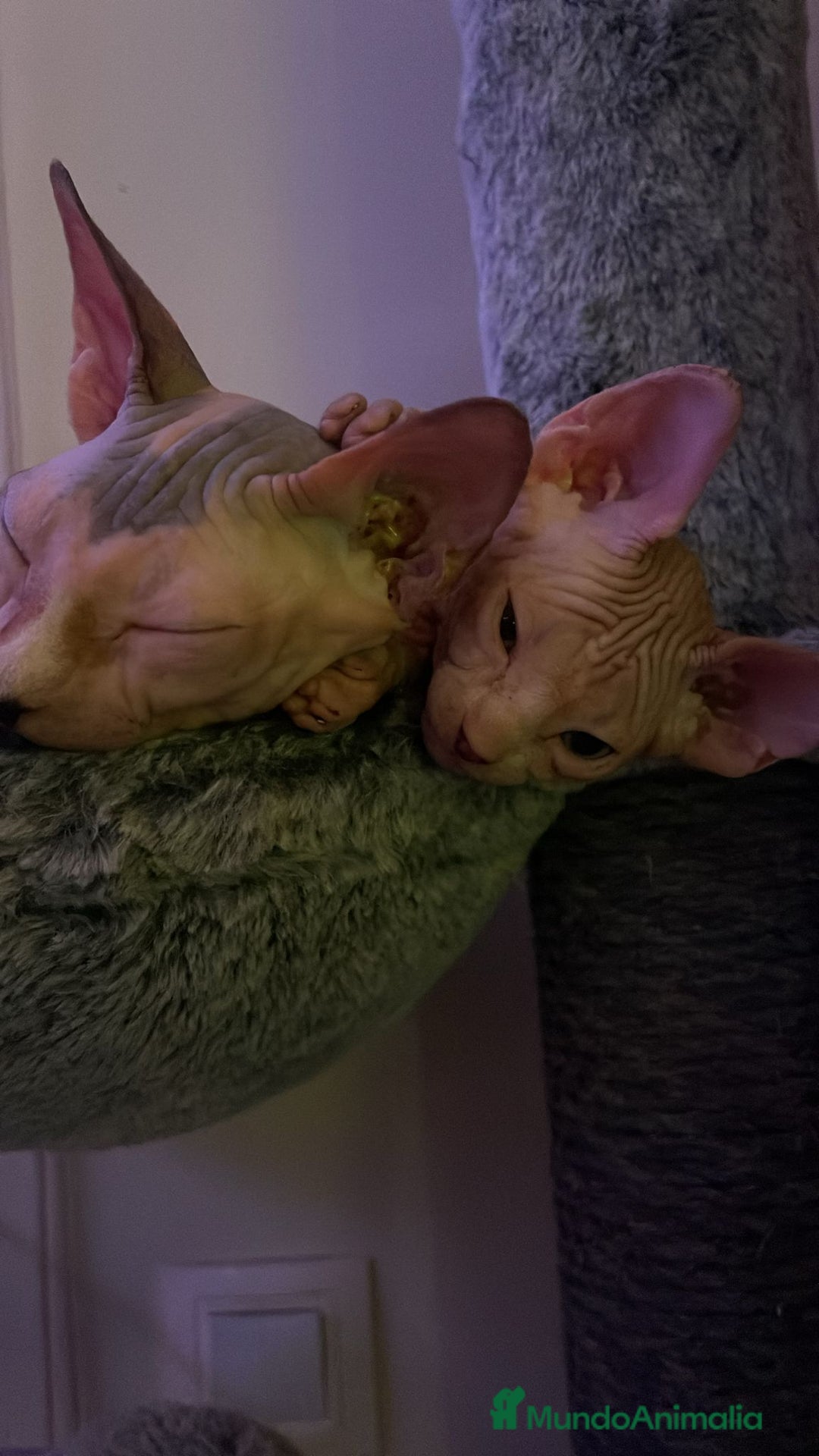 Sphynx gatos en venta: Sphynx calidad precio inmejorable  - Imagen 4