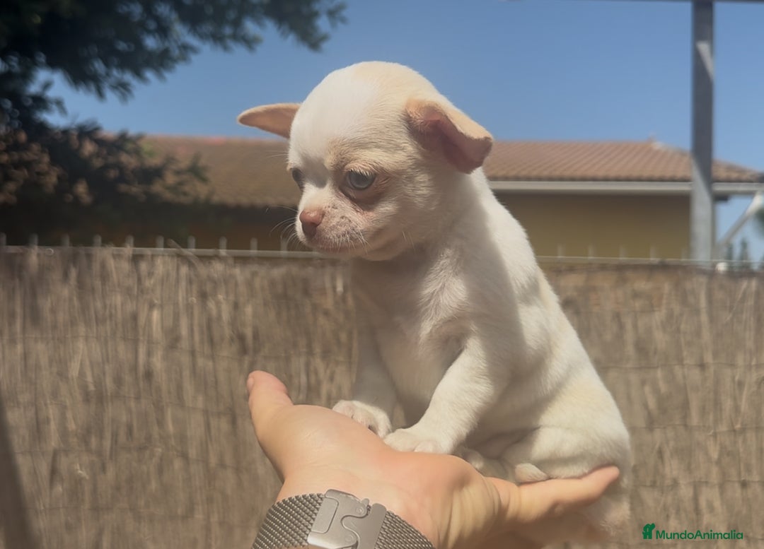Chihuahua perros en venta: Chihuahua bicolor crema - Imagen 3