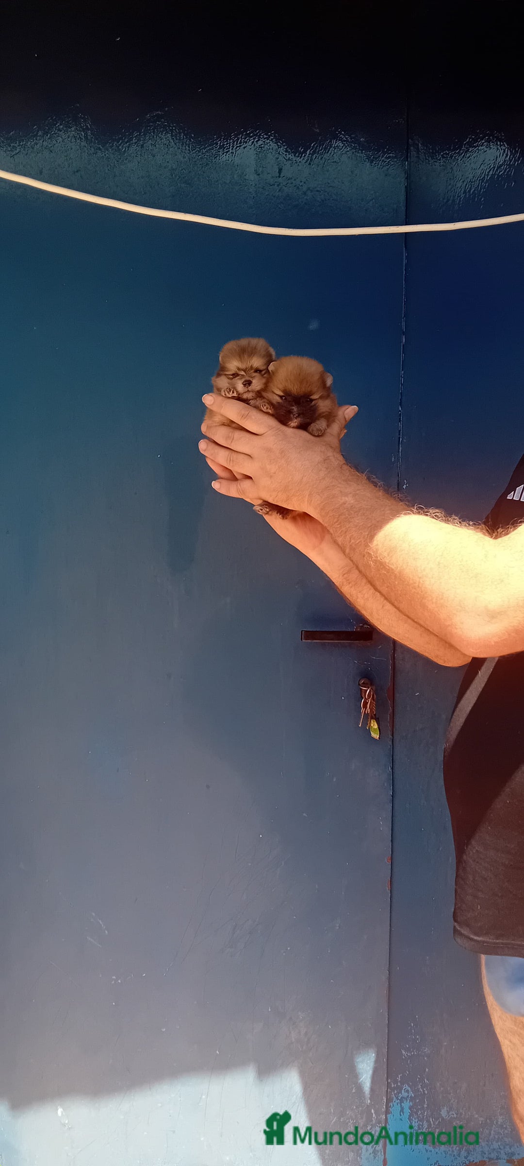 Pomerania perros en venta: ⚜️ Pomerania ositos Boo 🐾⚜️ - Imagen 4