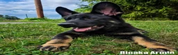 Pastor Alemán perros en venta: Disponibles cachorros pastor aleman de trabajo - Anuncio 6