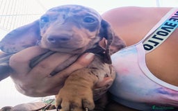 Teckel perros en venta: Teckel chocolate y Arlequín  - Imagen 7