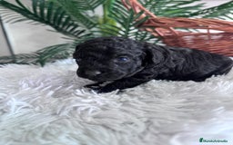 Caniche Toy perros en venta: CANICHE TOY MACHO - Anuncio 20