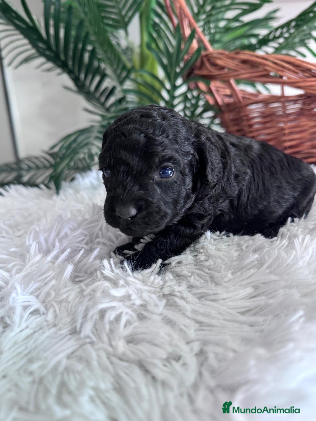 Caniche Toy perros en venta: CANICHE TOY MACHO - Anuncio 20