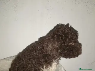 Perro de Agua Español perros Perro de agua - Anuncio 36