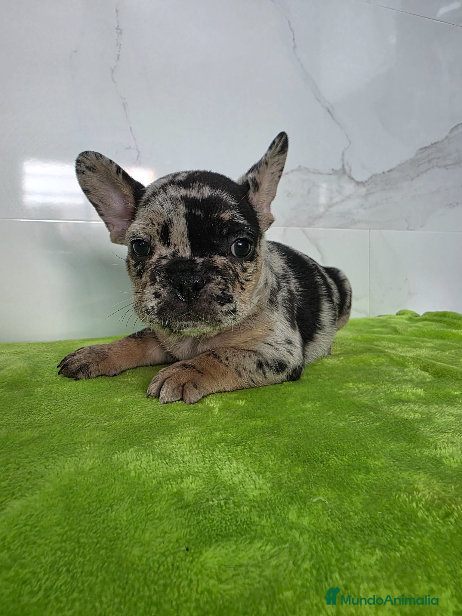 Bulldog Francés perros en venta: Frenchis exoticos  - Anuncio 7