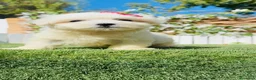 Bichón Maltés perros en venta: BICHON MALTES - Anuncio 6