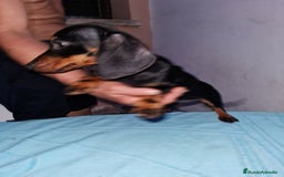 Teckel perros en venta: Teckel  canichen - Imagen 18