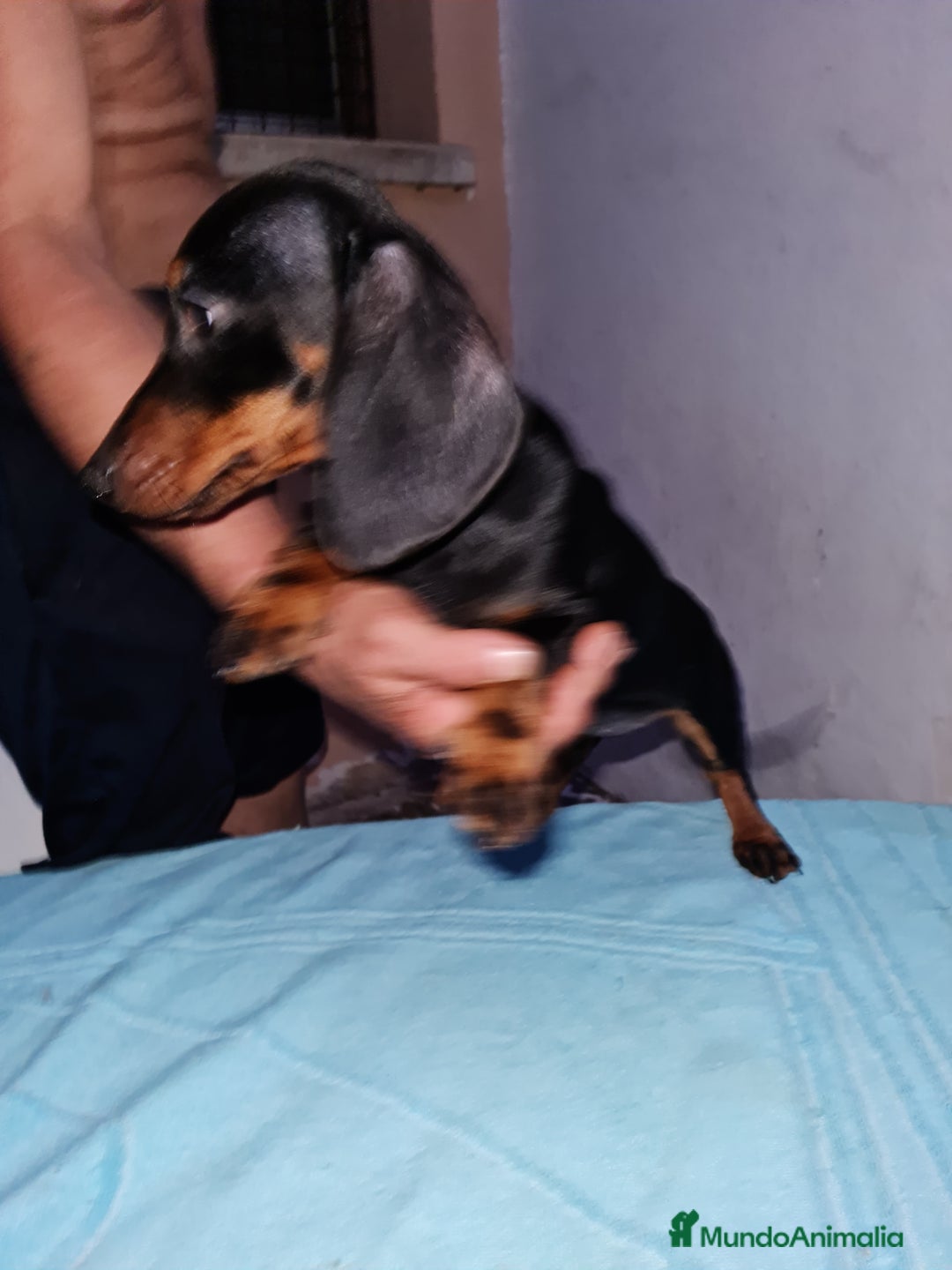 Teckel perros en venta: Teckel  canichen - Imagen 18