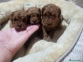 Raza Mixta perros Caniches - Anuncio 2